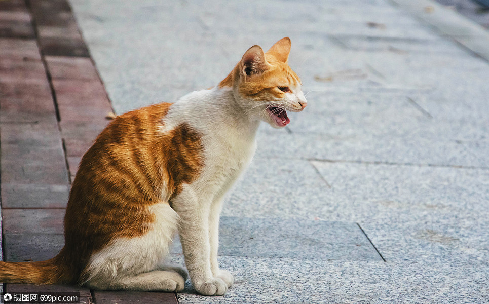 猫咪多功能应用下载(猫咪多功能应用下载手机版)下载